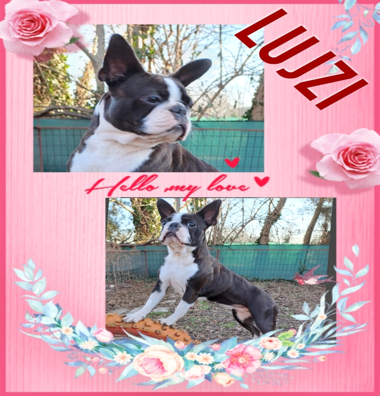 Lujzi